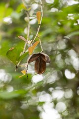 Putterlickia verrucosa