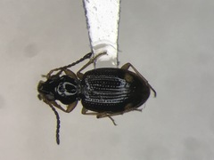 Bembidion frontale