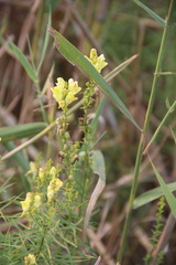 Linaria biebersteinii ruthenica