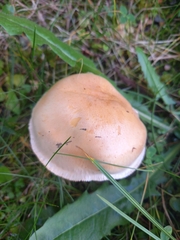 Hebeloma crustuliniforme