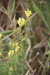 Linaria biebersteinii ruthenica