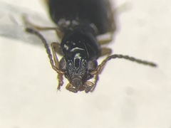 Bembidion frontale