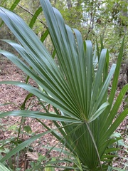 Coryphoideae