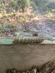 Anisota virginiensis
