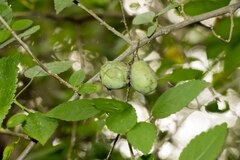 Putterlickia verrucosa