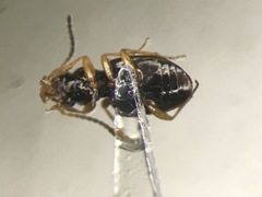 Bembidion frontale