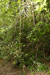 Putterlickia verrucosa