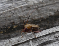 Adelphocoris rapidus