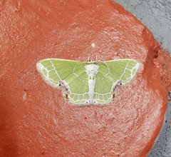 Protuliocnemis castalaria