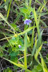 Ruellia cordata