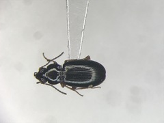 Bembidion obtusum