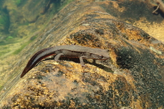 Paramesotriton hongkongensis
