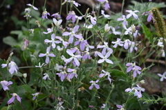 Matthiola longipetala bicornis