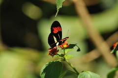 Heliconiinae