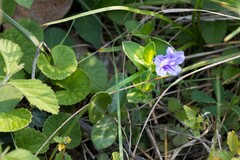 Ruellia cordata