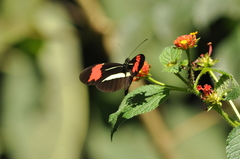 Heliconiinae