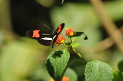 Heliconiinae