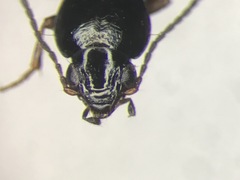 Bembidion obtusum