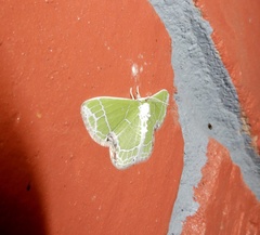 Protuliocnemis castalaria