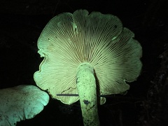 Gymnopilus punctifolius