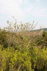 Searsia chirindensis