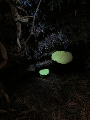 Gymnopilus punctifolius