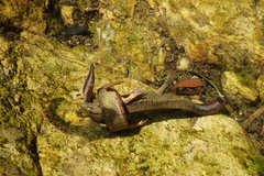 Paramesotriton hongkongensis
