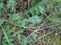 Sanguisorba minor