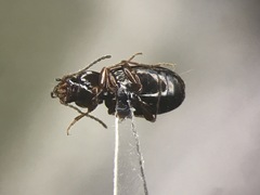 Bembidion obtusum