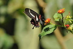 Parides agavus