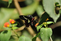Parides agavus