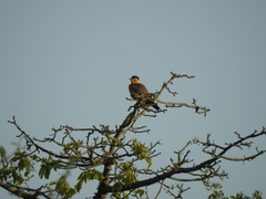 Colaptes campestris campestroides