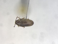 Trixagus chevrolati