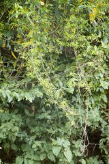 Secamone filiformis