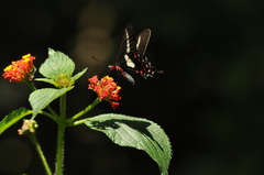 Parides agavus