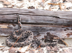 Sistrurus miliarius barbouri