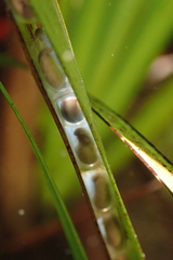 Paramesotriton hongkongensis
