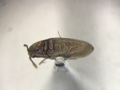 Trixagus chevrolati