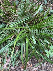Carex pendula