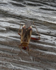 Adelphocoris rapidus