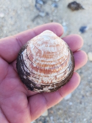 Glycymeris glycymeris
