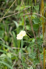 Thunbergia dregeana