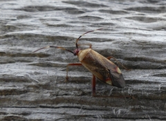 Adelphocoris rapidus