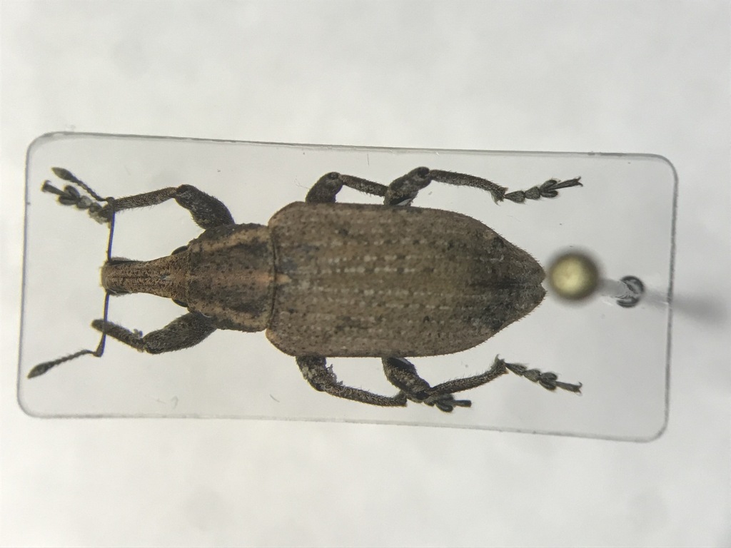 Listronotus caudatus