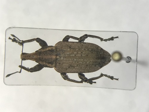 Listronotus caudatus