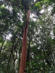 Eugenia multicostata