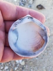 Glycymeris glycymeris