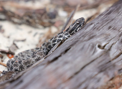 Sistrurus miliarius barbouri