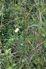 Thunbergia dregeana