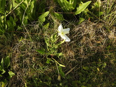 Oenothera centaurifolia